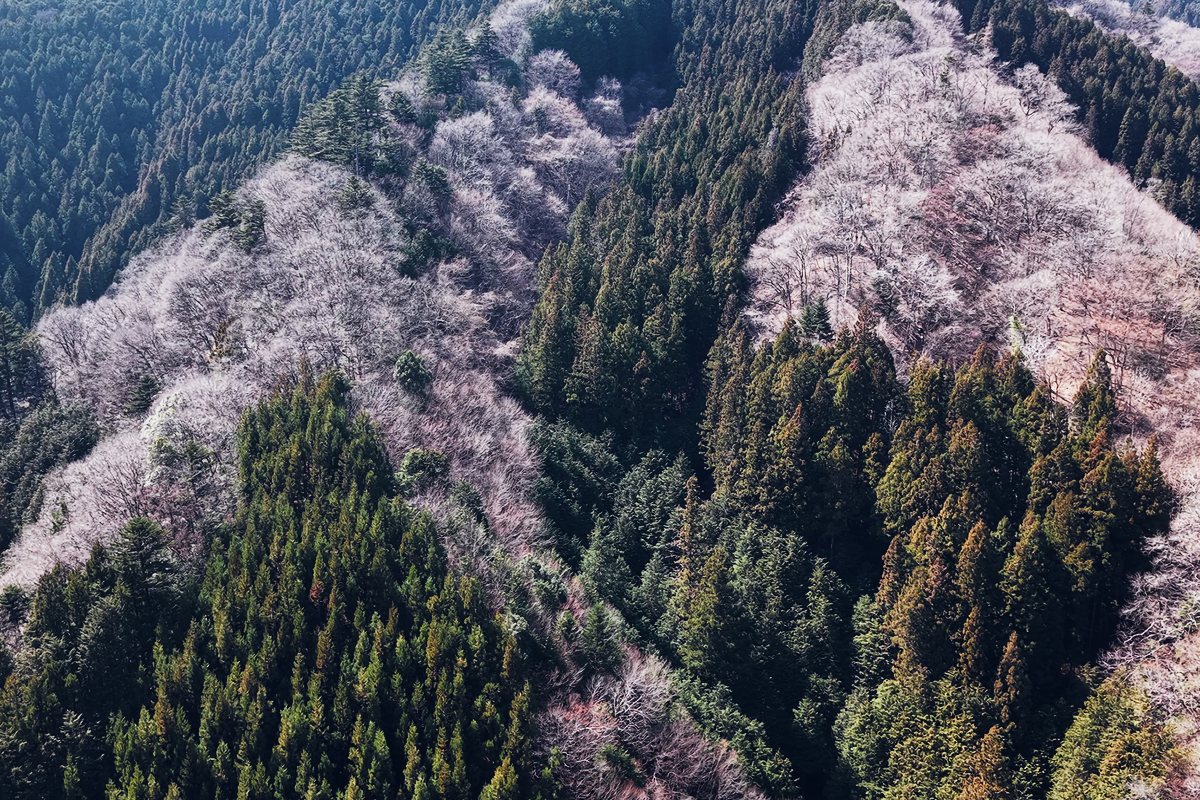桜の山の空撮に JAPAN LUT を当てた写真