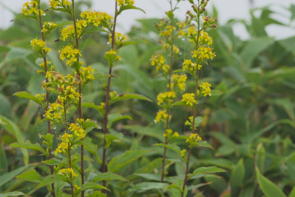 GARDEN LUT vol.10